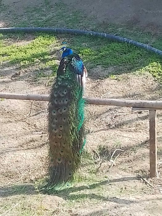 Vând  păuni din matca proprie.Pot da și femele separat.