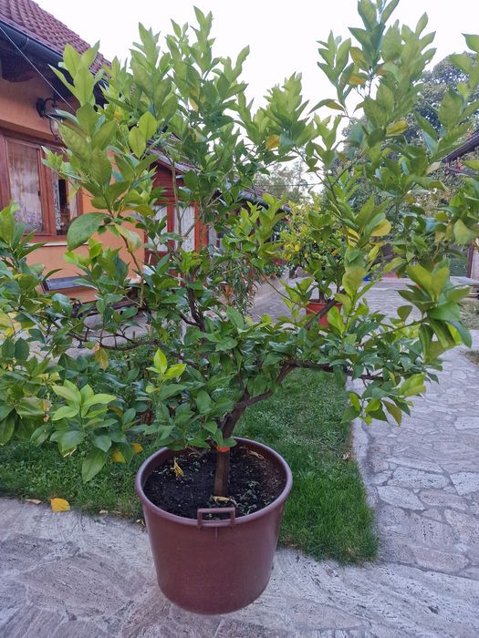 Vand  2 lamai la ghiveci