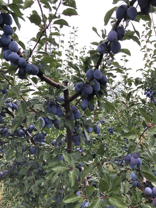 Prune Stanley dulceata, gem, tuica