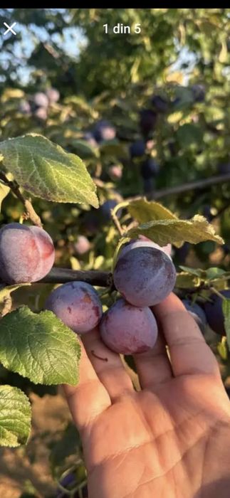 Prune super coapte dulci și zemoase direct de la producător românești 100%