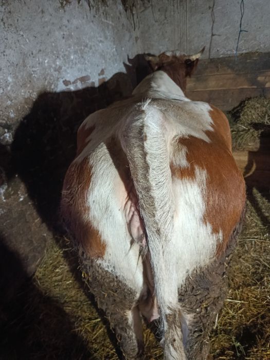 Vacă cu vitel bălțat