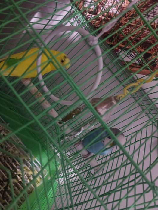 Попугай сатылады сеткасымен бирге