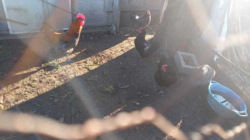 vand cocos rasa marans unsprezece luni!