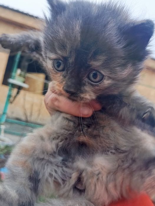 Отдам бесплатно котят