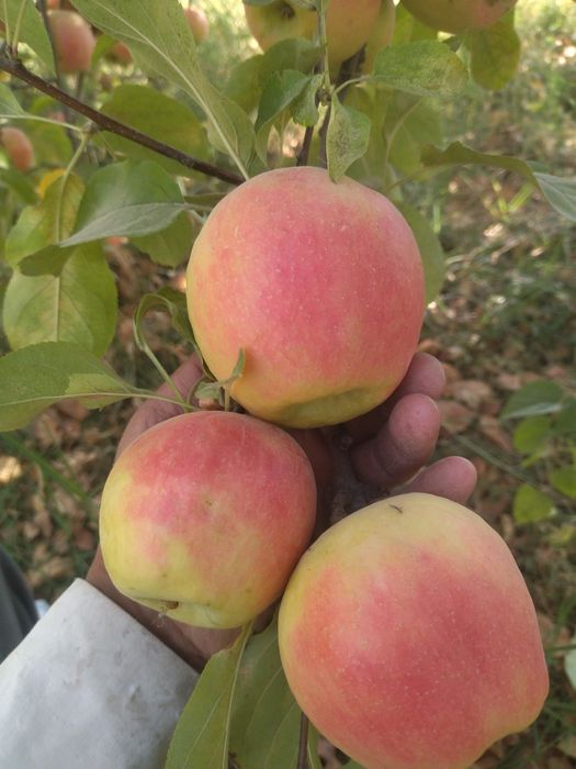 Barcha turdagi mevali va uzum koʻchatlari bor
