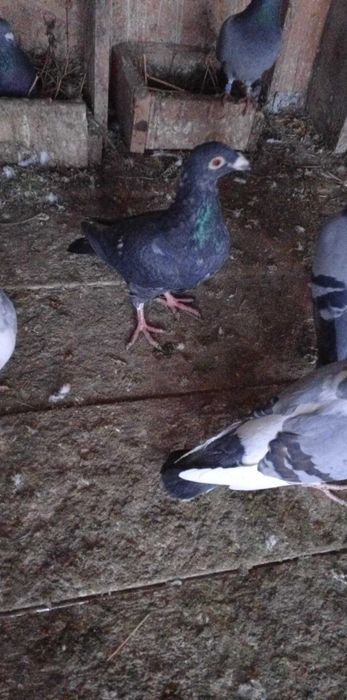 Porumbeii de vânzare