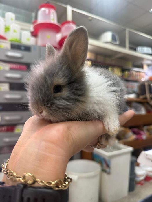 Iepuri pitici,  cap de leu minitoy, teddy