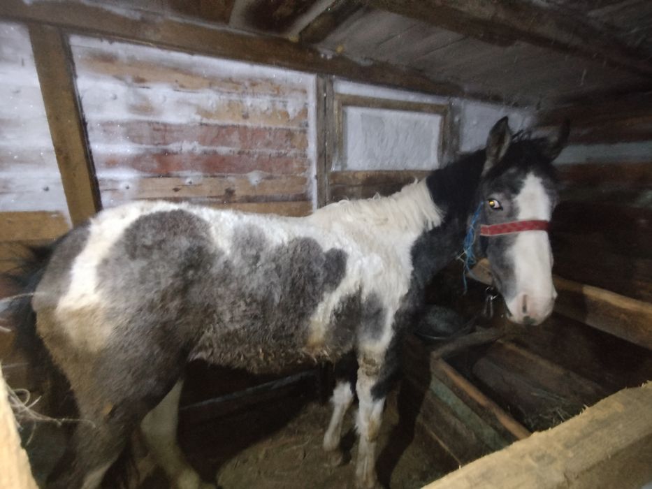 Продам кобылку 1.8