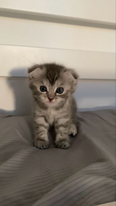 Шотландский вислоухий котенок