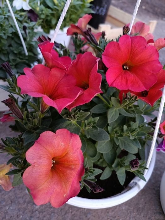 Цветы садовые в ассортименте