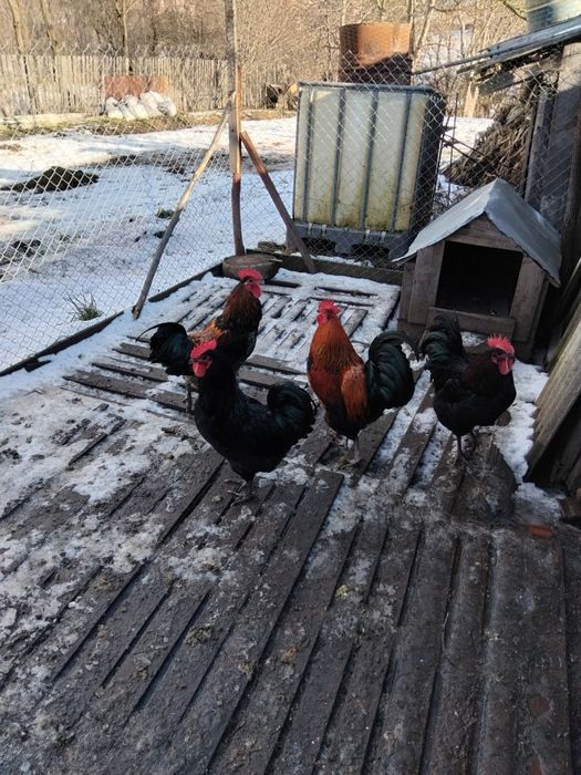 Vând cocosi de rasa!