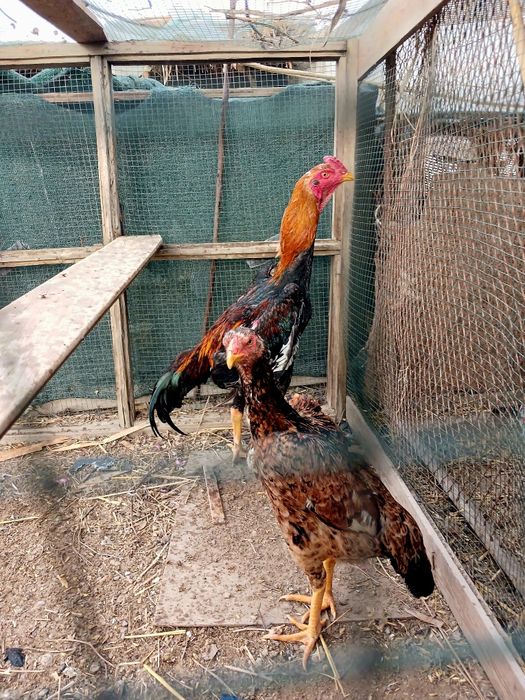 Sotiladi jufti 600 000 uzs  kelishamiz