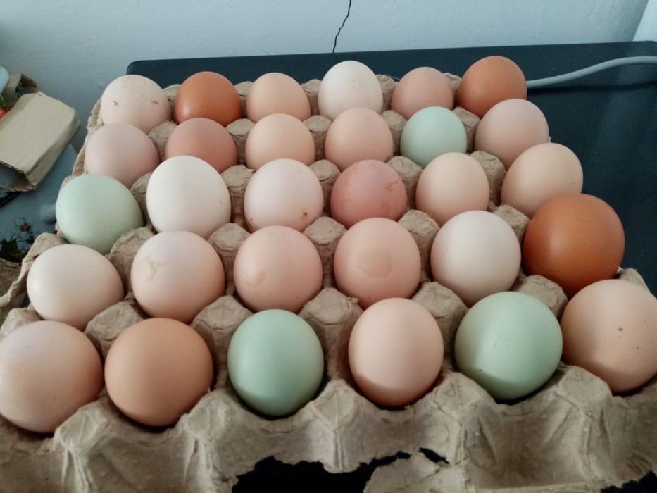 Қолдың жұмыртқалары сатылады