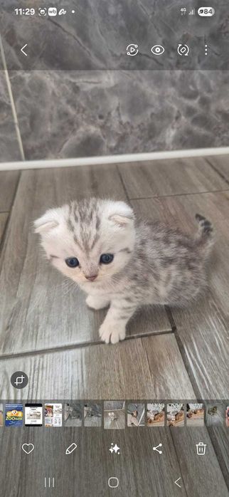 Шотландские котята