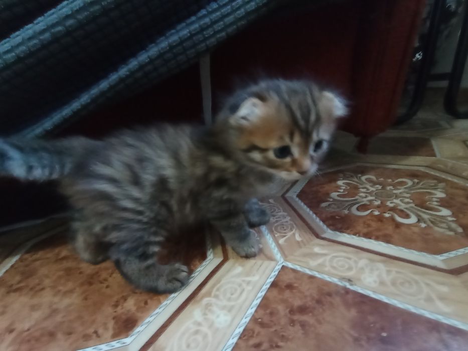 Екі марғау бірге сатылады