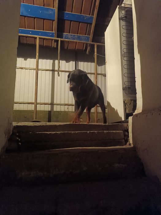 Вязка собак Ротвейлер