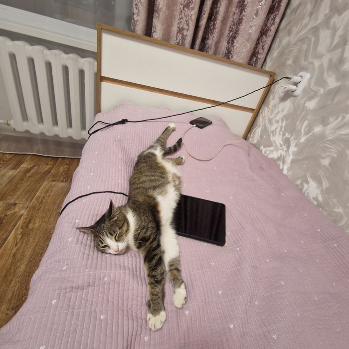 Отдам кошку в хорошие руки