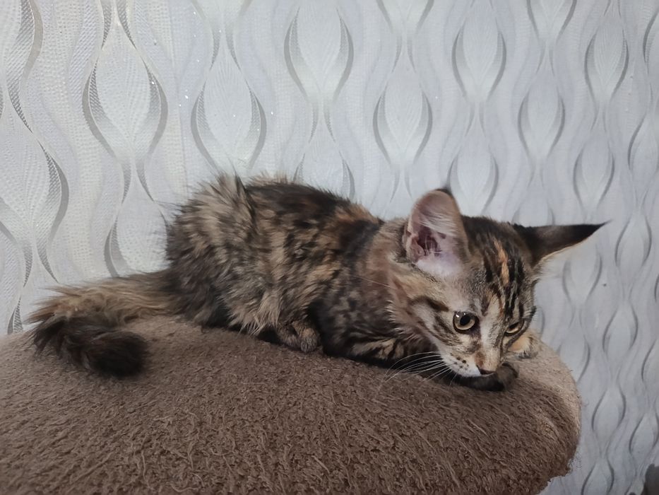 Продам котят мейн-кун