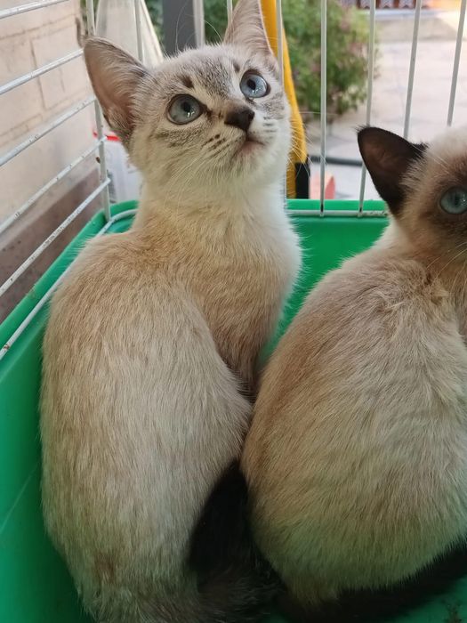 Отдам котят бесплатно