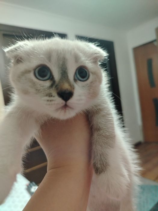 Котенок-девочка 2месяца-Скоттиш-фолд