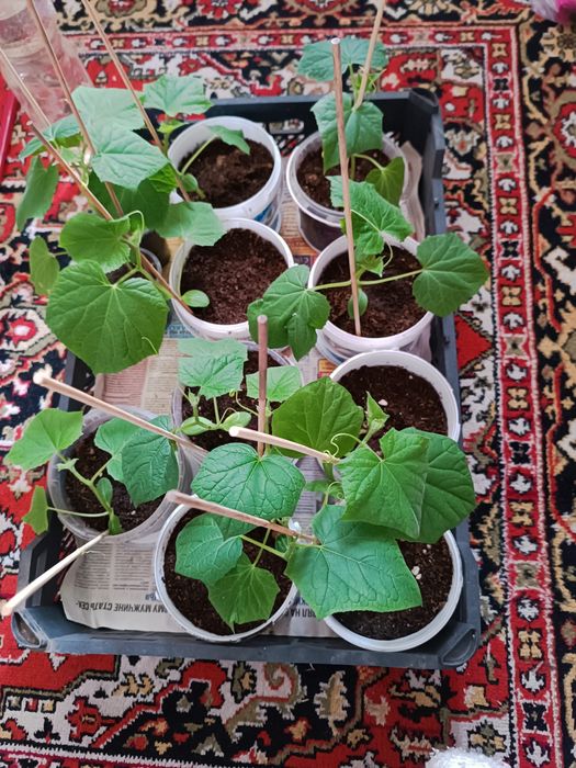 Продам рассаду огурцов