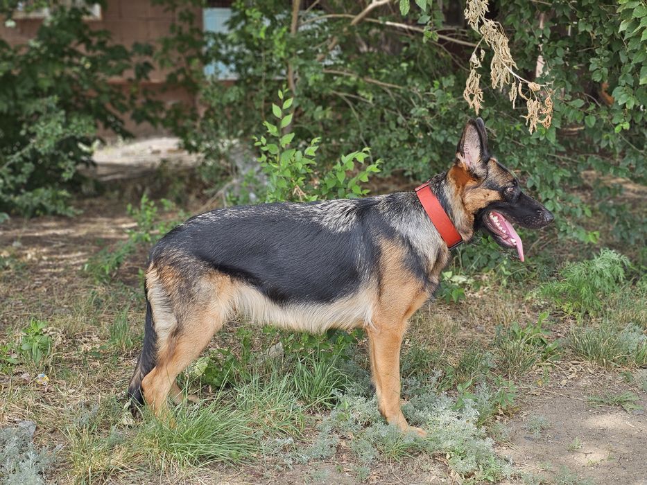 Немецкая овчарка