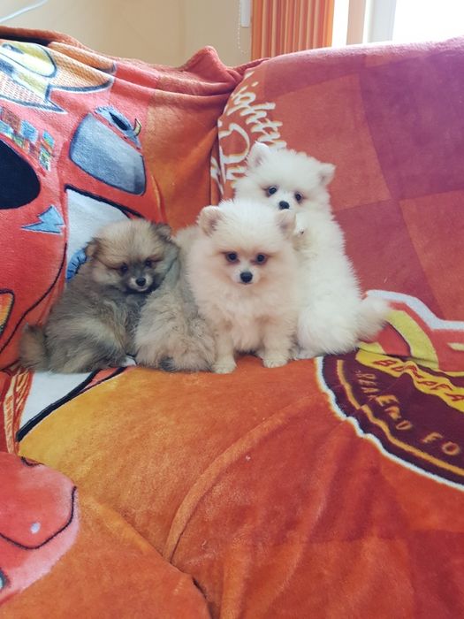 Померан померанчета Гр. София