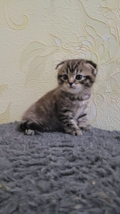 Продам двух котят