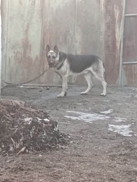 Европейская Овчарка