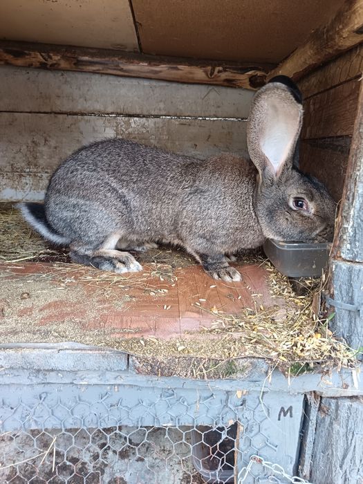 Vând mascul Uriaș German
