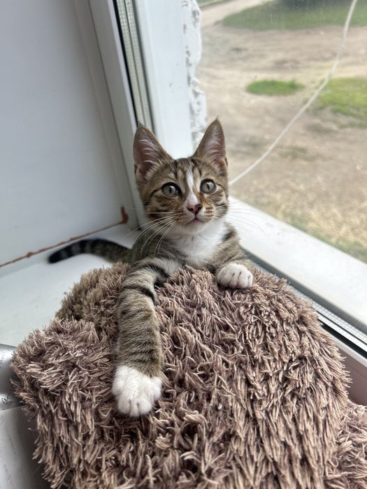 Отдам котенка в добрые руки