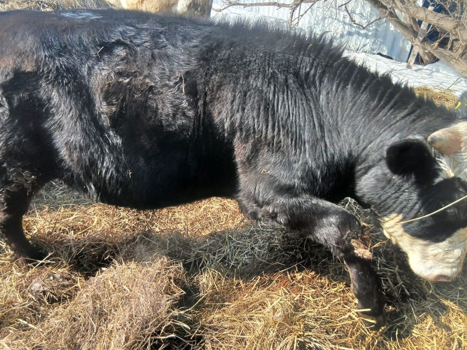 Телочка и бычок .