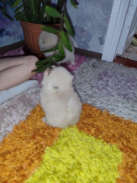 Мини Шпиц щенок Померанский