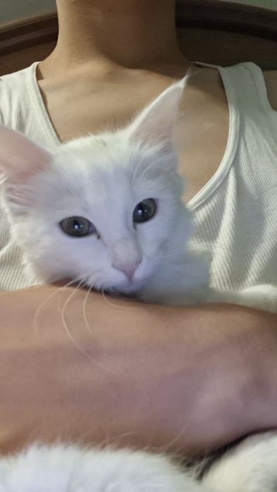 Turk angora mushukcha