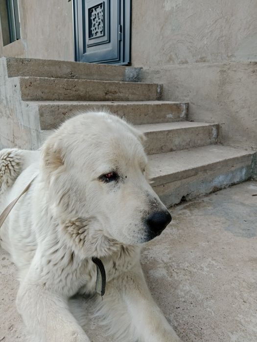 Алабай ургашы сучка