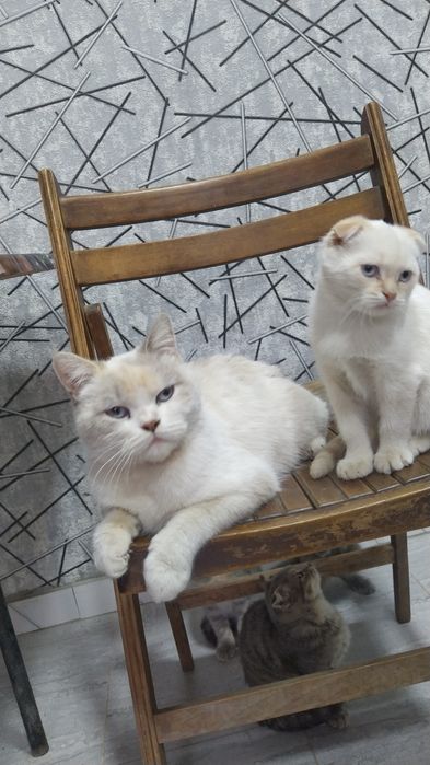 Шатланский фолд Shatlanskiy fold