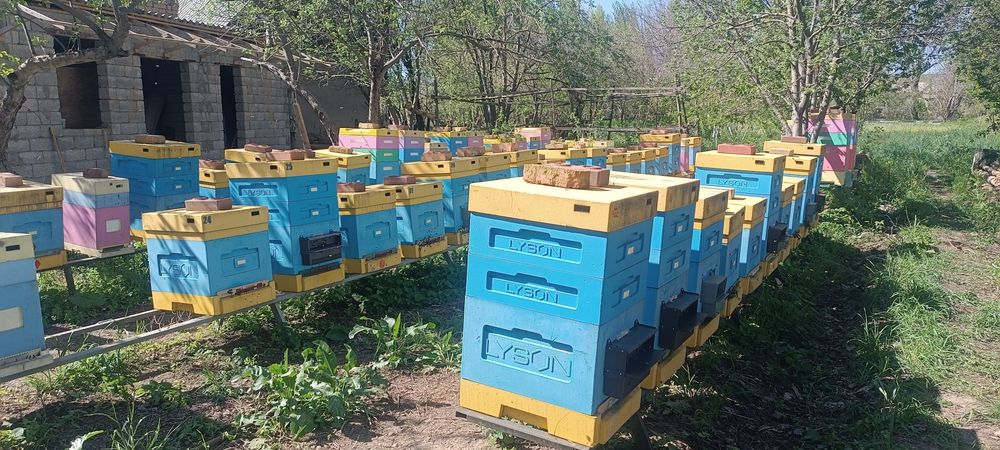 Пчелопакет (отводки)