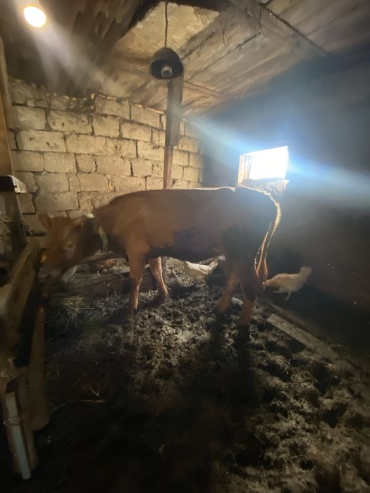 Продам телочку .