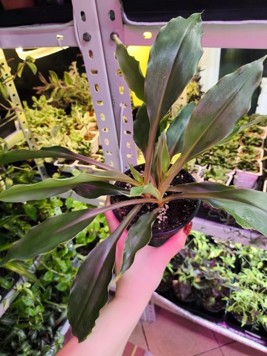 Продам Хлорофитум. 5 сортов