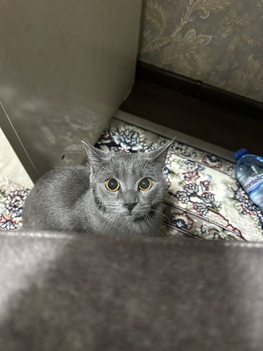 Skotish strayt sotiladi zotdor ogil bola