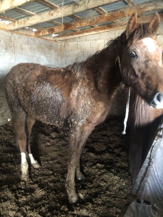 Тай полторашка откорм
