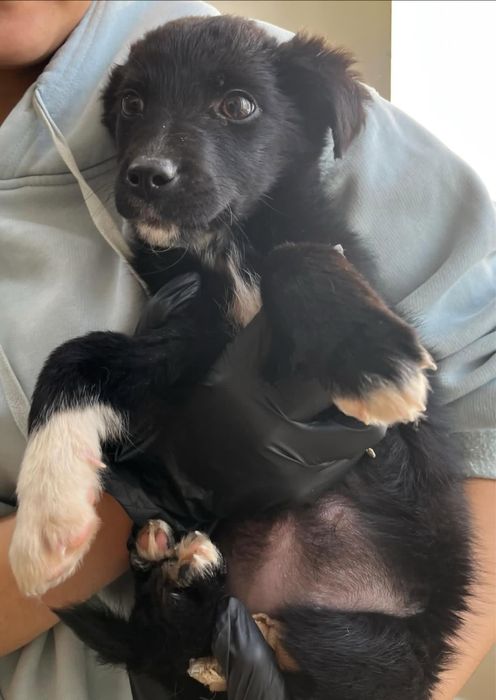 Отдаём щенков в добрые руки