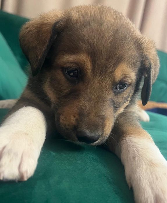 Отдадим щенков в хорошие руки