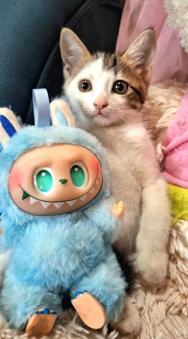 Отдам котят в хорошие руки