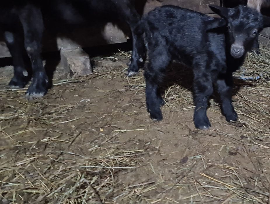 3 capre tinere cu iezi