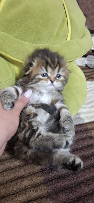 Настоящие шотландские котята
