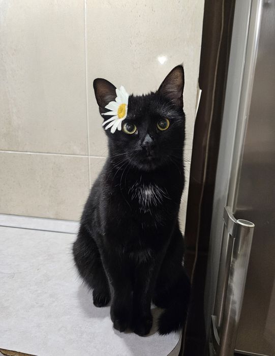 Кот мальчик ищет дом, отдаётся кот в добрые руки