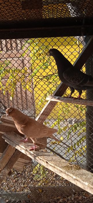 Продам голубей домашних