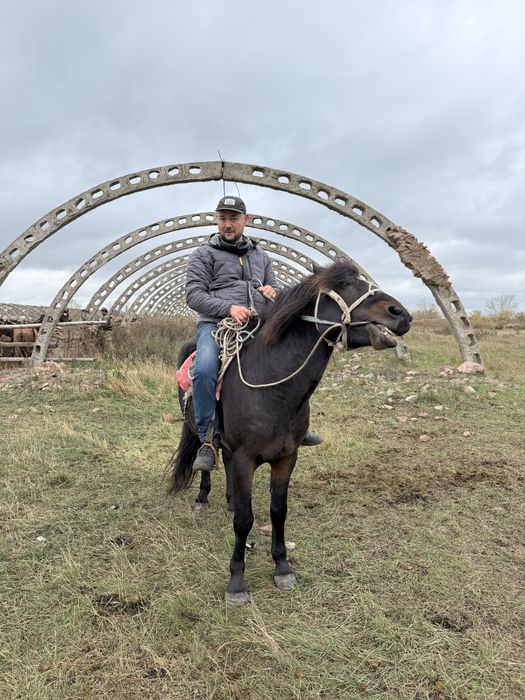 Жеребец айгыр мощный