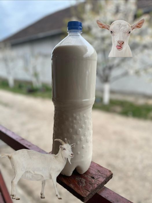 Lapte de capră 10lei litru